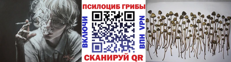 Псилоцибиновые грибы Psilocybe  закладки  Дедовск 